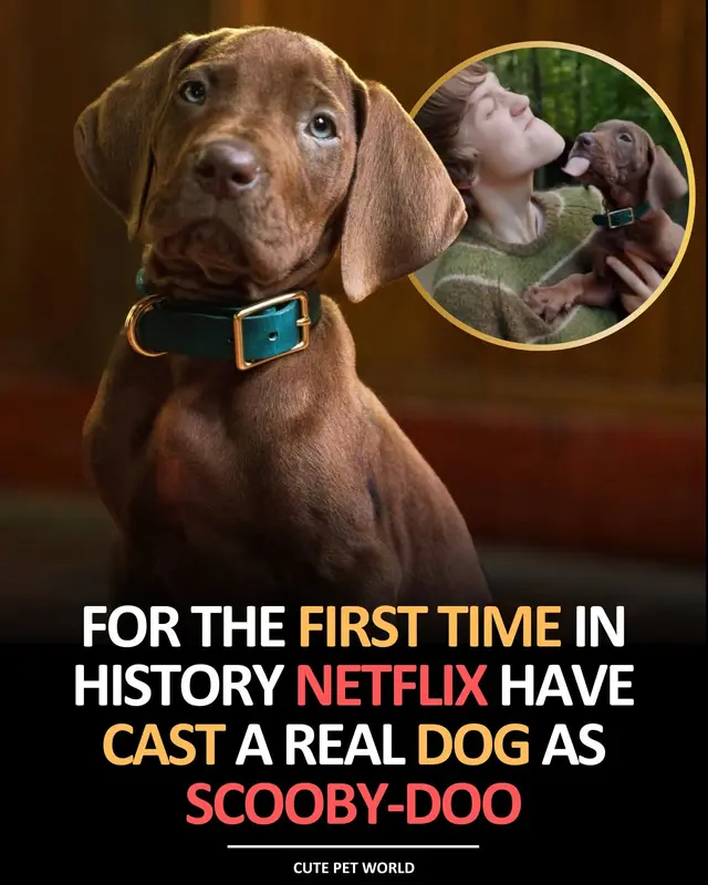 Featured image for SCOOBY-DOO: ORIGINS – Netflix Brings the Legendary Mystery-Solving Dog to Life